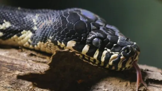 Serpiente pitón Serpiente pitón