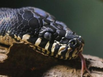 Serpiente pitón Serpiente pitón