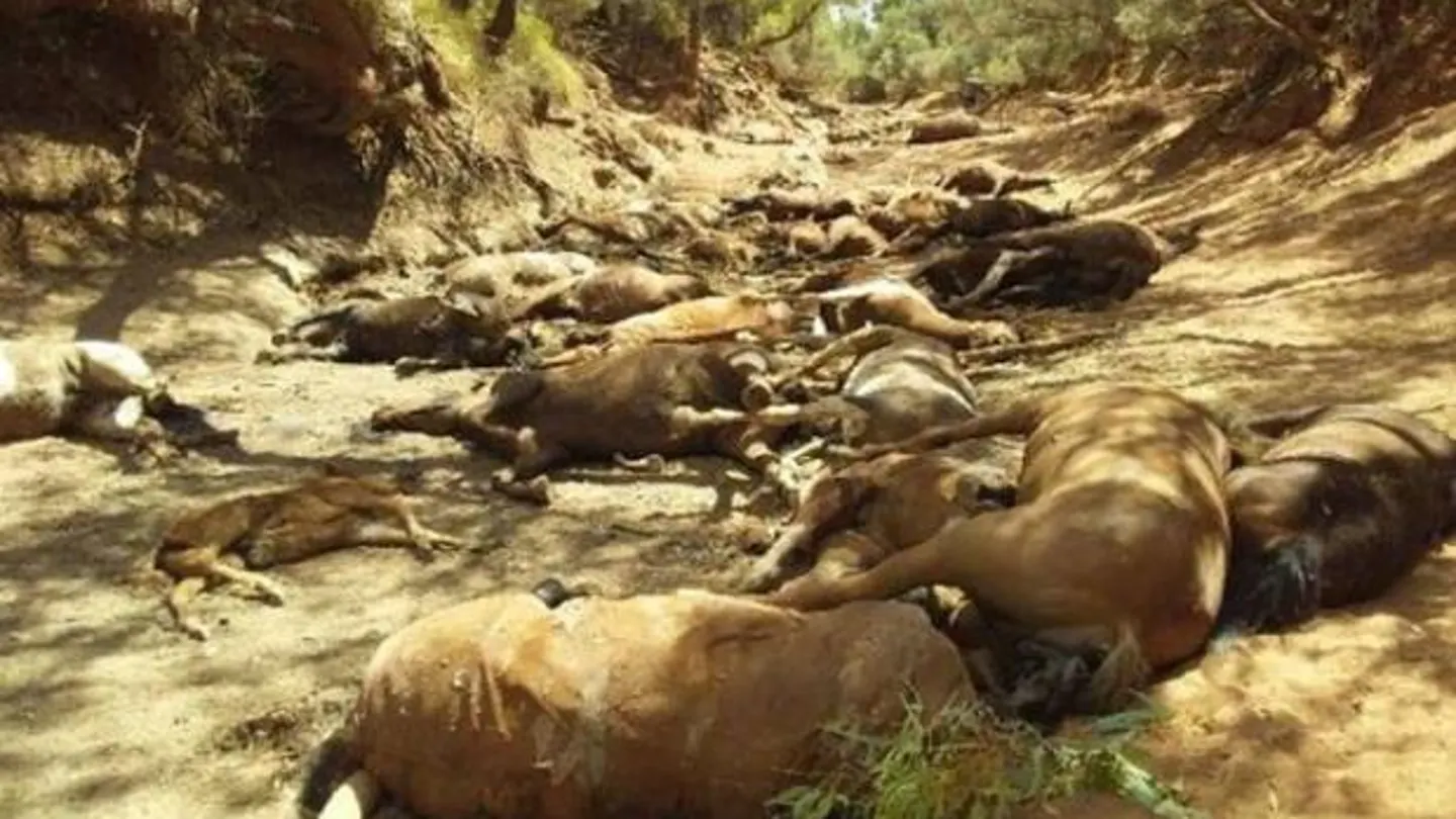 Caballos muertos en Santa Teresa, Australia. Caballos muertos en Santa Teresa, Australia.