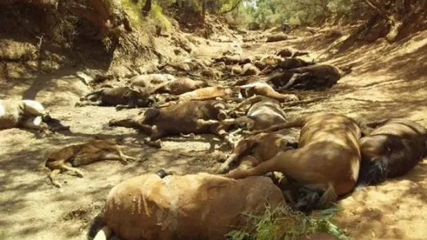 Caballos muertos en Santa Teresa, Australia.