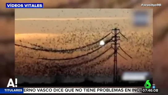 El impactante momento en el que una bandada de pájaros provoca la rotura de una línea de alta tensión El impactante momento en el que una bandada de pájaros provoca la rotura de una línea de alta tensión
