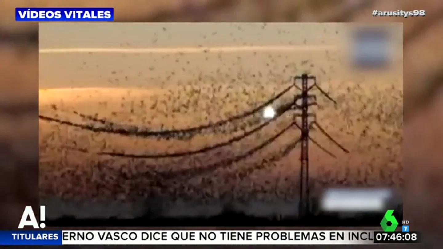 El impactante momento en el que una bandada de pájaros provoca la rotura de una línea de alta tensión El impactante momento en el que una bandada de pájaros provoca la rotura de una línea de alta tensión