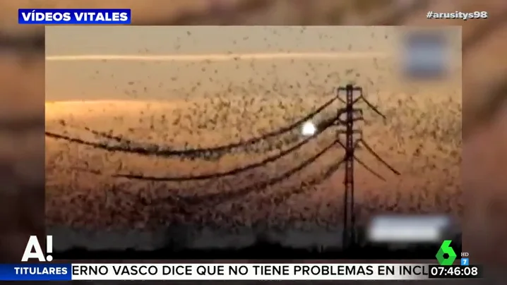 El impactante momento en el que una bandada de pájaros provoca la rotura de una línea de alta tensión