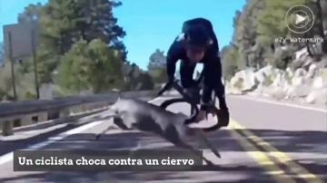 Brutal caída de un ciclista en pleno descenso al chocar contra un ciervo