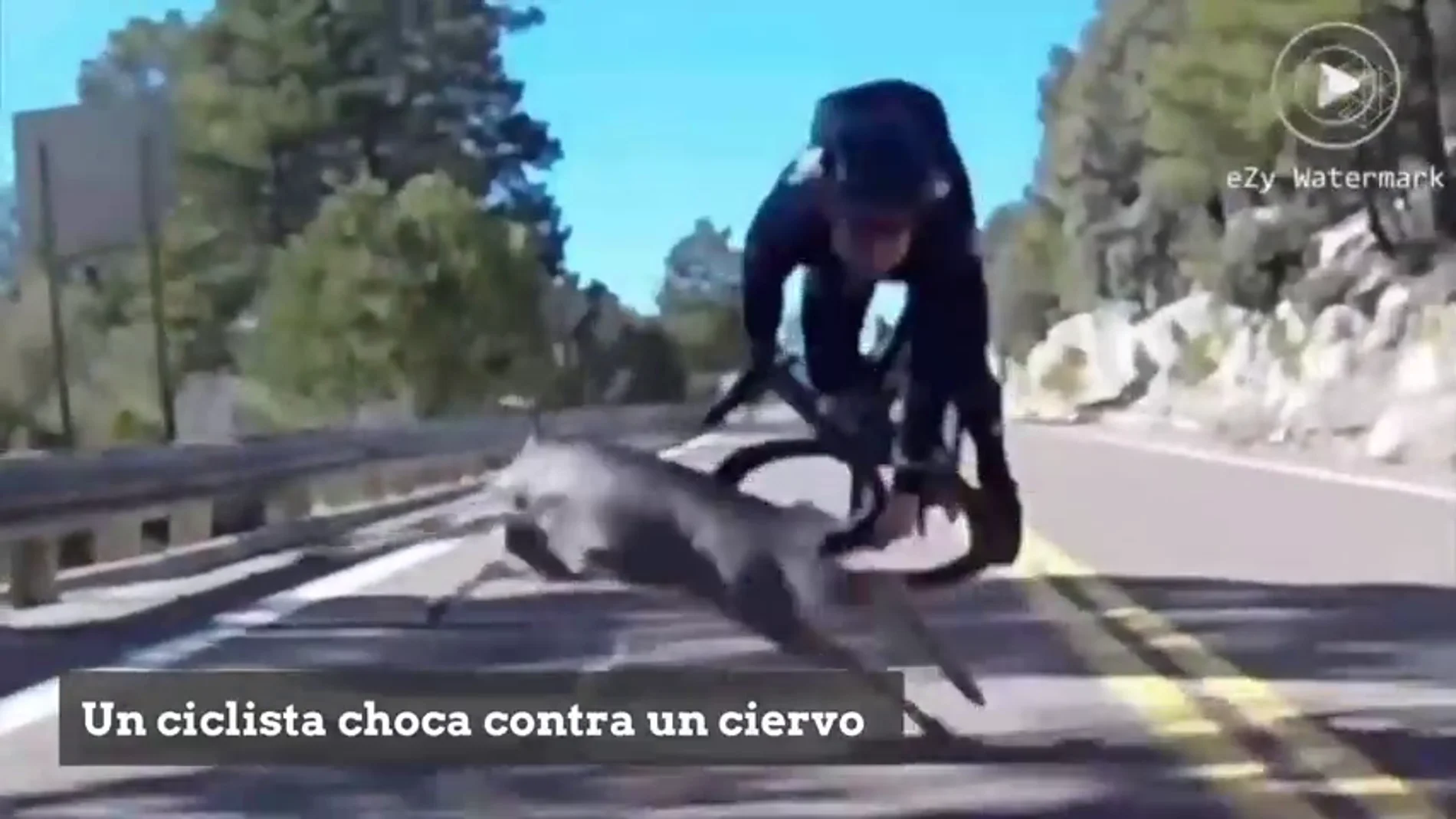 Brutal caída de un ciclista en pleno descenso al chocar contra un ciervo