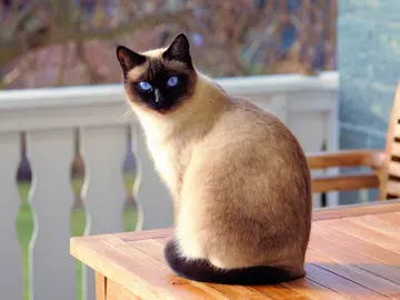 Gato Gato