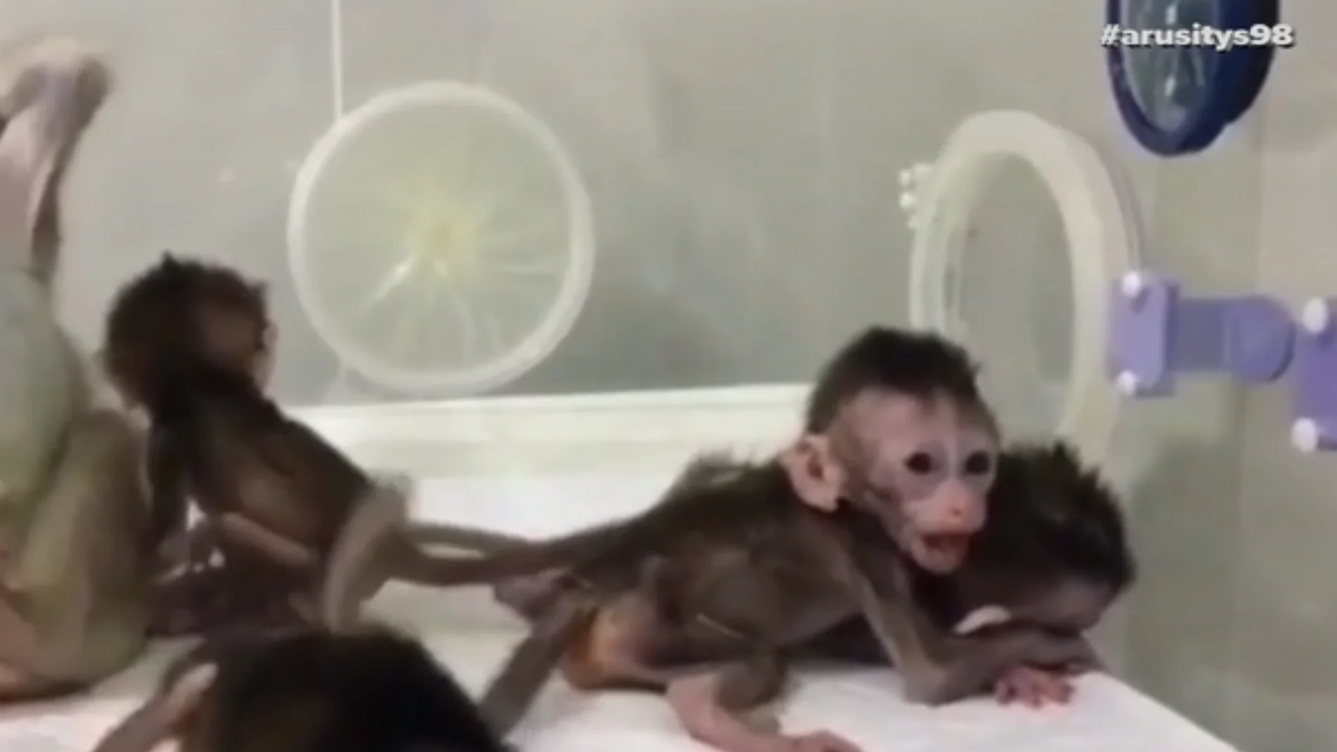 Experimento científico sin precedentes: China logra clonar cinco monos modificados genéticamente