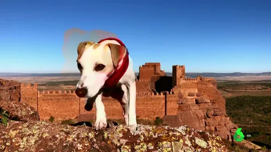 Pipper, primer perro turista en dar la vuelta a España Pipper, primer perro turista en dar la vuelta a España
