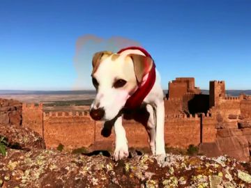 Pipper, primer perro turista en dar la vuelta a España Pipper, primer perro turista en dar la vuelta a España