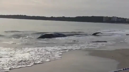Muere una ballena al quedar varada en la playa de Cala Millor de Mallorca Muere una ballena al quedar varada en la playa de Cala Millor de Mallorca