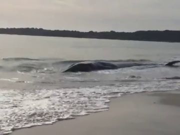 Muere una ballena al quedar varada en la playa de Cala Millor de Mallorca