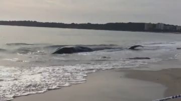 Muere una ballena al quedar varada en la playa de Cala Millor de Mallorca