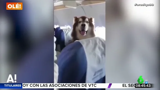 Un perro viaja en avión junto a su dueña con discapacidad para darle apoyo emocional Un perro viaja en avión junto a su dueña con discapacidad para darle apoyo emocional