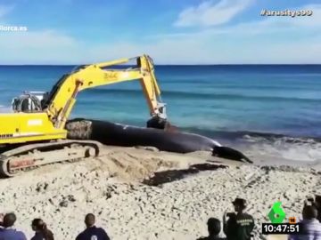 Un grupo de biólogos y veterinarios comienza la necropsia a la ballena varada en Mallorca