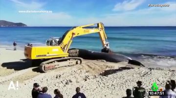 Un grupo de biólogos y veterinarios comienza la necropsia a la ballena varada en Mallorca