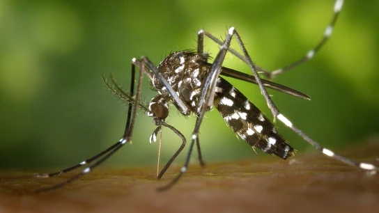 Imagen del Mosquito Tigre (Archivo). Imagen del Mosquito Tigre (Archivo)