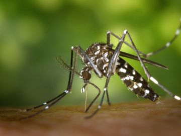 Imagen del Mosquito Tigre (Archivo). Imagen del Mosquito Tigre (Archivo).