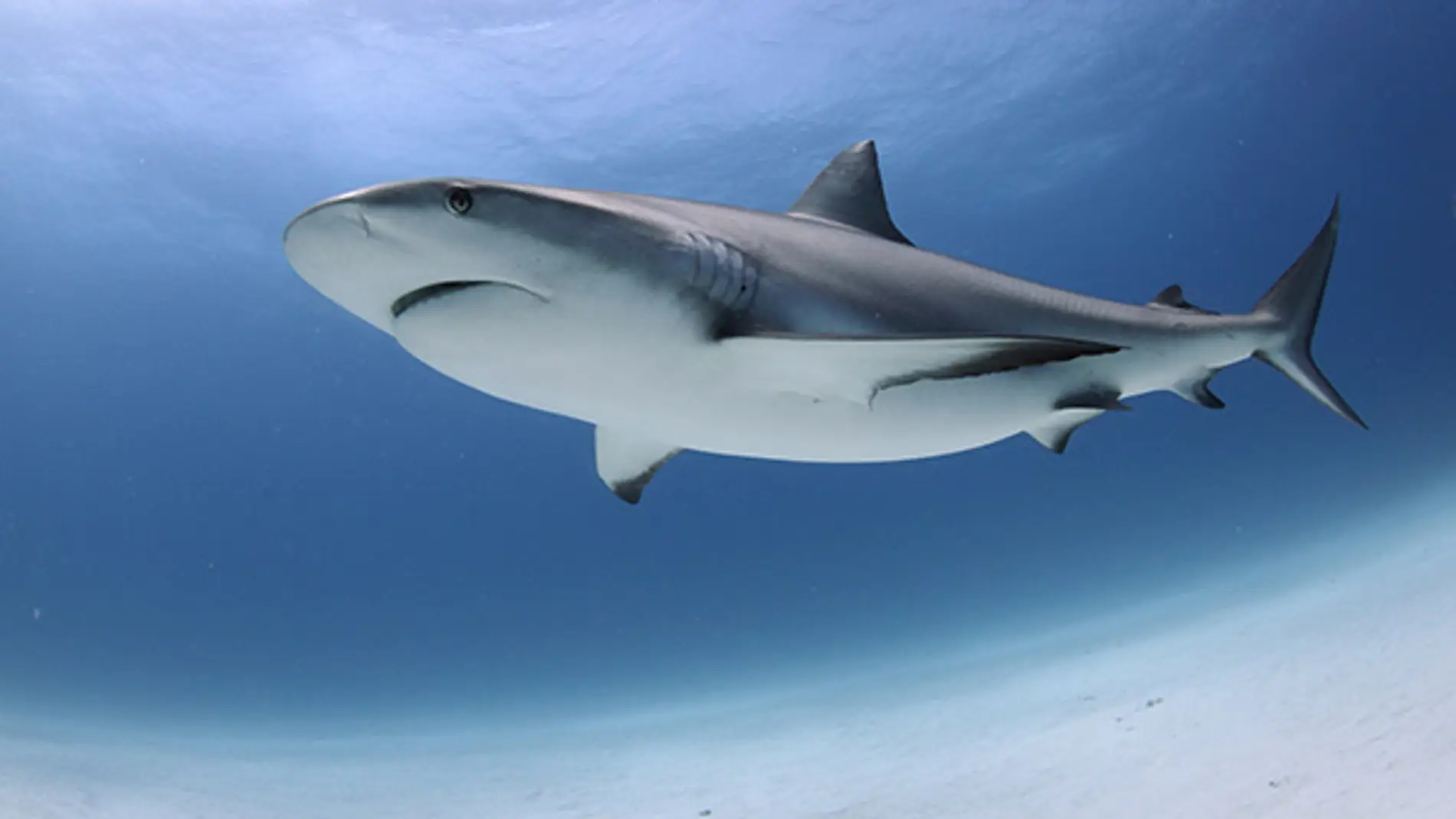 Asi evolucionaron los tiburones gigantes