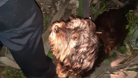 Peluche, el perrito que logró que rescataran a su dueño Peluche, el perrito que logró que rescataran a su dueño