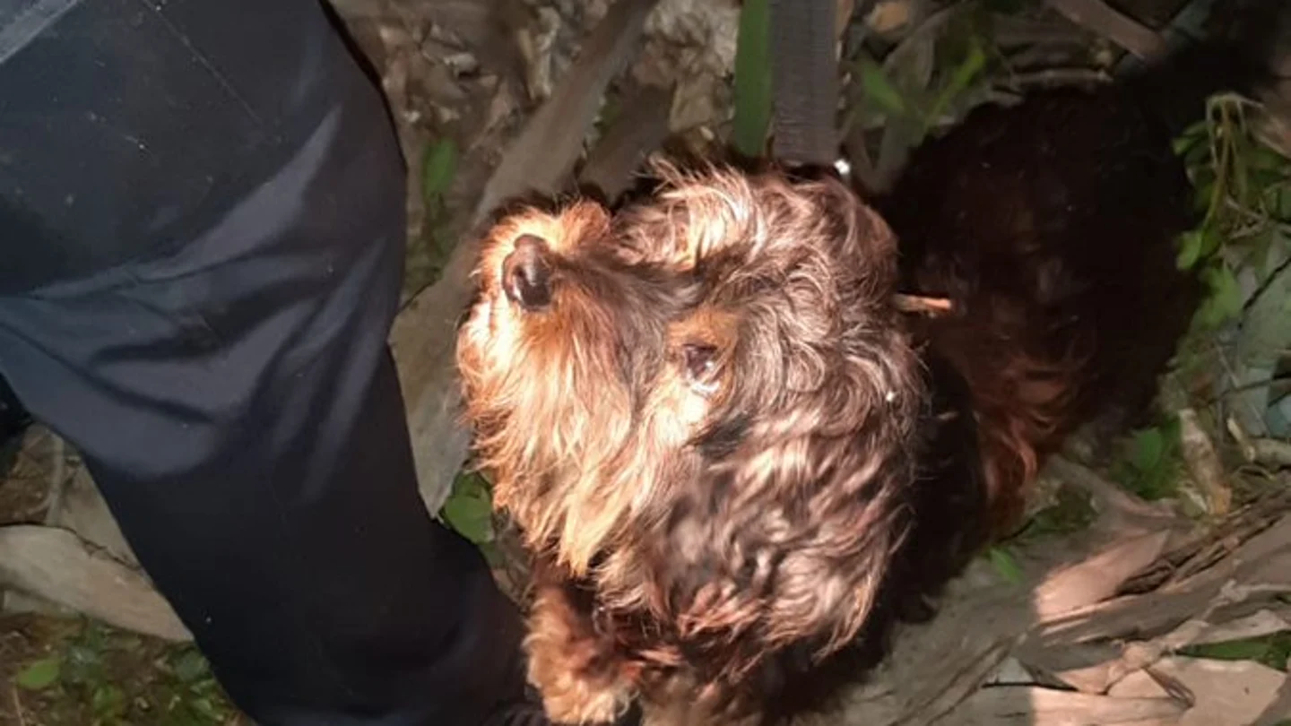 Peluche, el perrito que logró que rescataran a su dueño Peluche, el perrito que logró que rescataran a su dueño