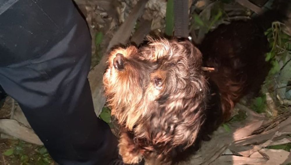 Peluche, el perrito que logró que rescataran a su dueño
