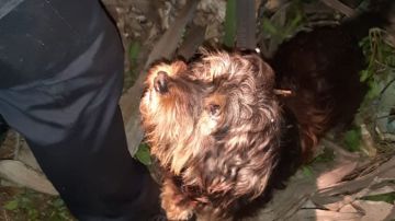 Peluche, el perrito que logró que rescataran a su dueño