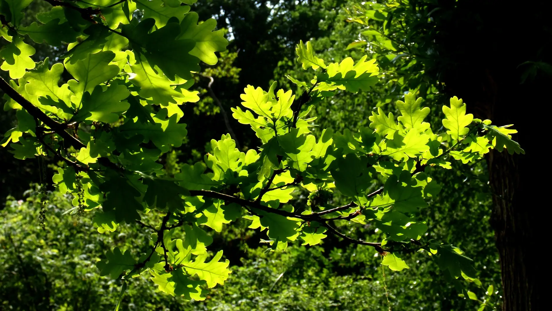 El roble es una especie resistente que presenta una gran adaptabilidad a la sequía y a las altas temperaturas.