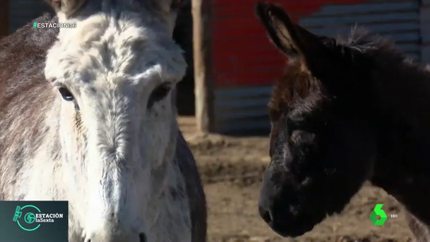 burros burros