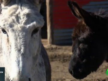 burros burros