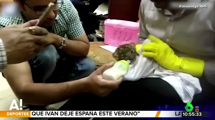 Detenido en un aeropuerto por viajar con una cría de leopardo en el interior de una maleta