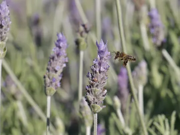 El frío de la mañana no impide que cuando el sol ya calienta algo el ambiente se vea a las abejas acercarse a las flores El frío de la mañana no impide que cuando el sol ya calienta algo el ambiente se vea a las abejas acercarse a las flores