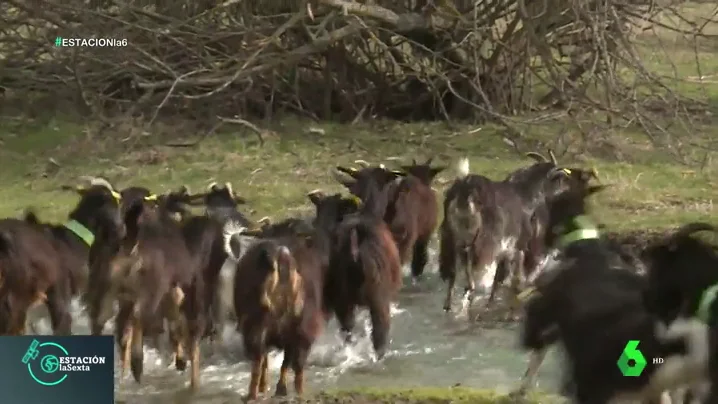 Pastoreamos con cabras de Guadarrama en peligro de extinción