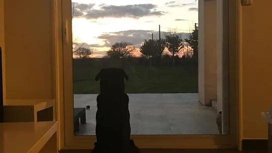 Nala, la mascota de Emiliano Sala Nala, la mascota de Emiliano Sala