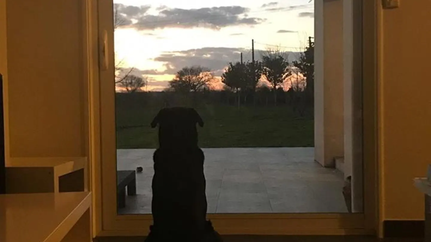 Nala, la mascota de Emiliano Sala Nala, la mascota de Emiliano Sala