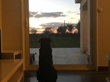 Nala, la mascota de Emiliano Sala