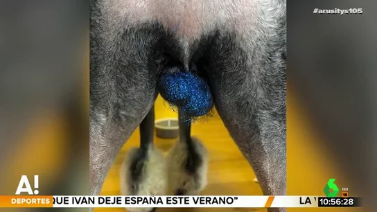 Echar purpurina sobre los testículos de las mascotas: así es el peligroso reto viral que atenta contra los animales Echar purpurina sobre los testículos de las mascotas: así es el peligroso reto viral que atenta contra los animales