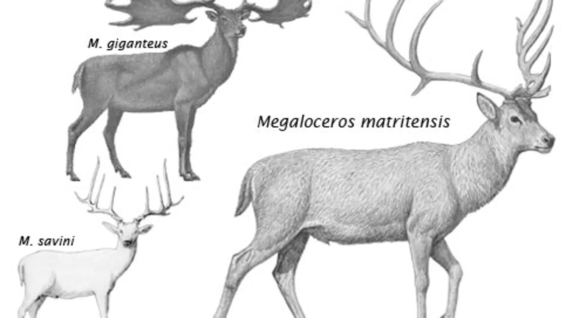 El ciervo gigante que poblo el valle del rio Manzanares en el Pleistoceno