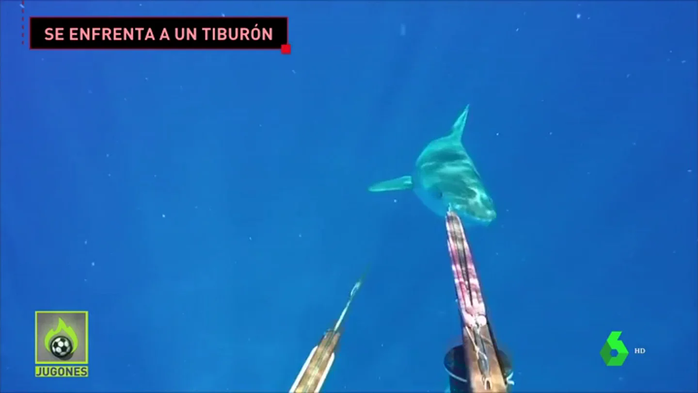 tiburon_jugones tiburon_jugones