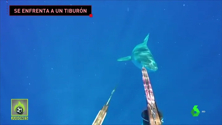 tiburon_jugones tiburon_jugones