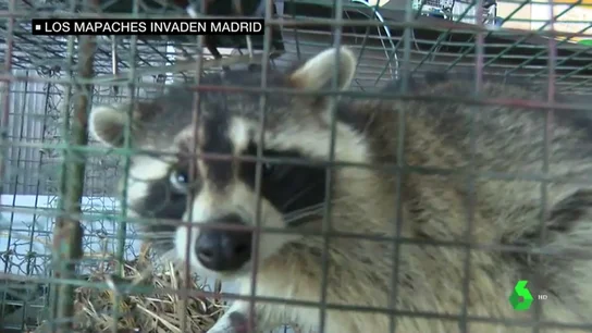 Así es la plaga de mapaches que invade Madrid Así es la plaga de mapaches que invade Madrid