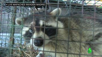 Así es la plaga de mapaches que invade Madrid