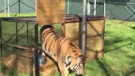 Un hombre encuentra un tigre de 450 kilos enjaulado en una casa abandonada Un hombre encuentra un tigre de 450 kilos enjaulado en una casa abandonada