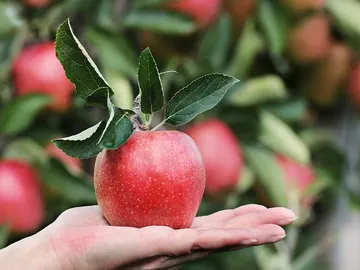 Manzanas Manzanas
