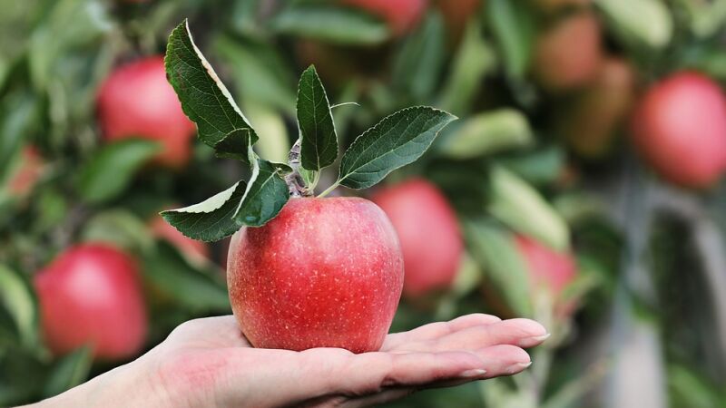 ¿Por qué es mejor comerse la manzana con piel?