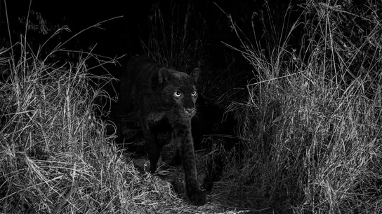 El leopardo negro avistado en Kenia El leopardo negro avistado en Kenia