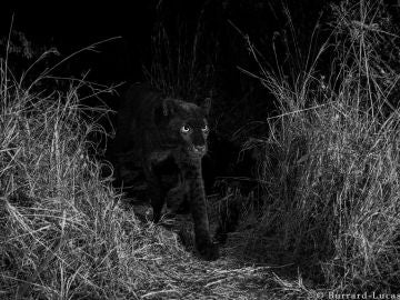 El leopardo negro avistado en Kenia El leopardo negro avistado en Kenia