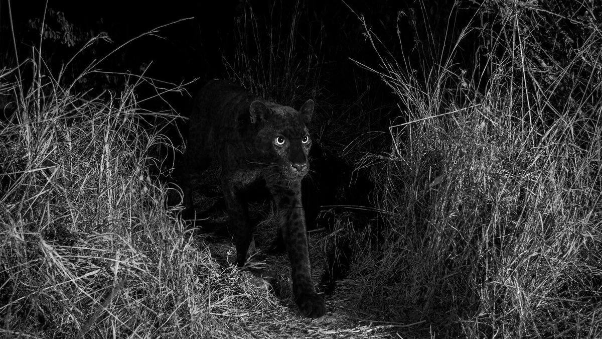 El leopardo negro avistado en Kenia