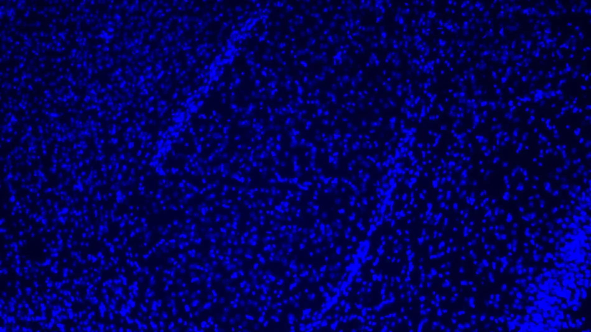 Imagen de microscopía de una amígdala de ratón.