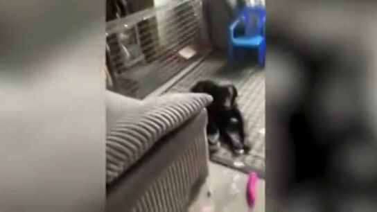 El desternillante momento en el que un perro rompe el paquete de un vecino y se pone a jugar con el vibrador que hab&iacute;a dentro
