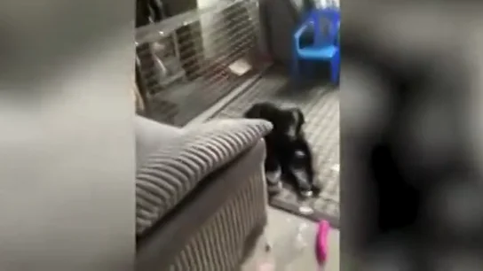 El desternillante momento en el que un perro rompe el paquete de un vecino y se pone a jugar con el vibrador que había dentro El desternillante momento en el que un perro rompe el paquete de un vecino y se pone a jugar con el vibrador que había dentro